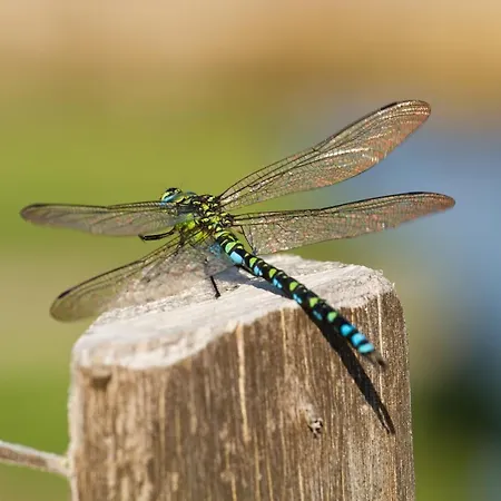Gestehof Hetzenberg Frühstückspension 3*