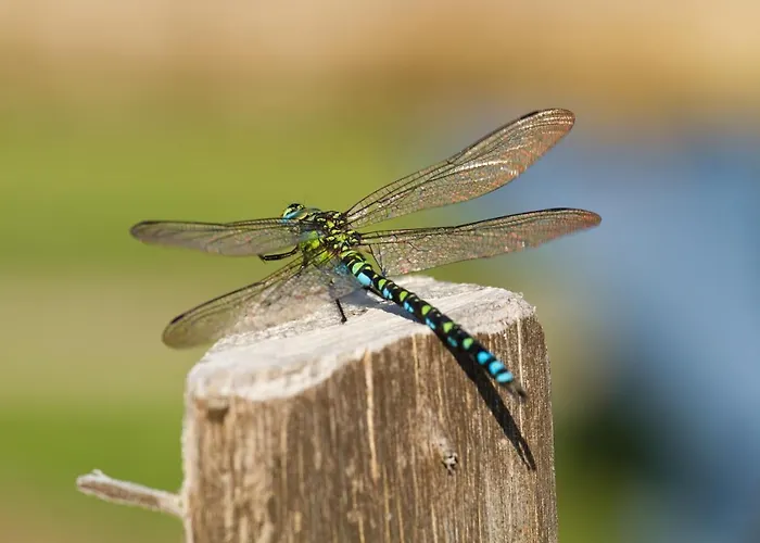 Gestehof Hetzenberg לינה וארוחת בוקר 3*
